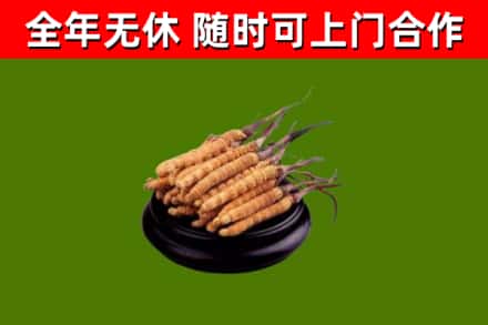 玛多县回收散虫草