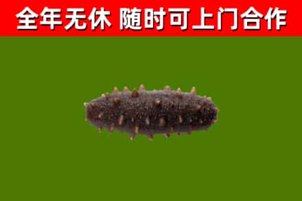玛多县回收海参干